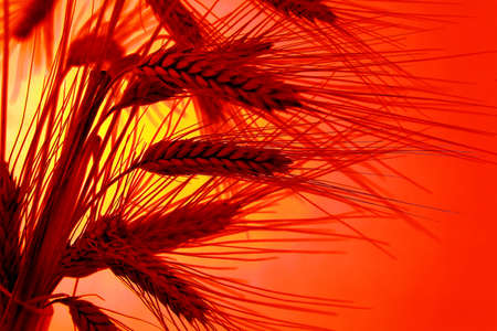 Corn field with barley from a Sunsetの写真素材