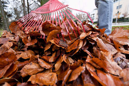 Adult of unknown gender and age raking leaves into a pile. Horizontally framed shot.の写真素材