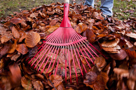 Someone of unknown gender and age raking leaves into a pile. Horizontally framed shot.の写真素材