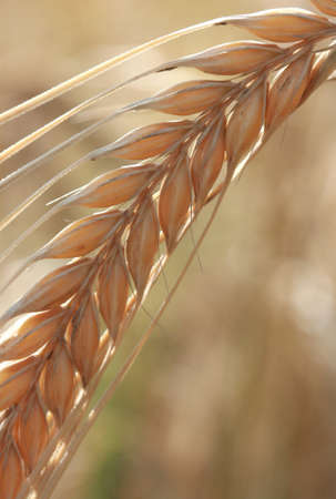 Ears of corn in a corn field in the summer.の写真素材