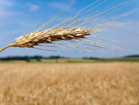 Ears of corn in a corn field in the summer.の写真素材