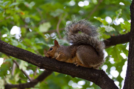 A little squirrel on a tree in a parkの写真素材