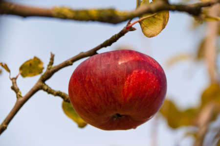 Many red apples on tree in autumn. Branch of an apple treeの写真素材