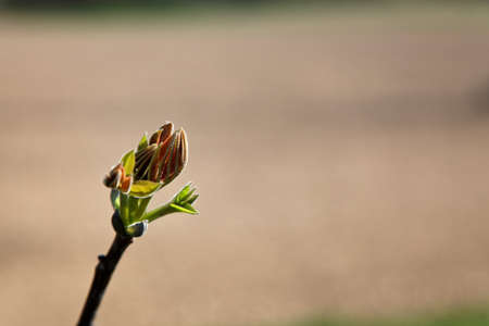 A bud in the spring bloom. Landscape in spring