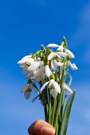 The snowdrop is one of the first signs of nature in spring.の写真素材