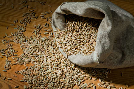 Grains of rye. Yields for crops in agricultureの写真素材