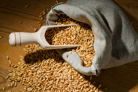 Grains of oats. Yields for crops in agricultureの写真素材