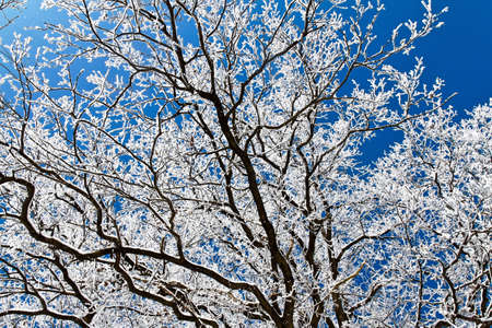 A landscape with hoar frost, frost and snow on tree in winter.の写真素材