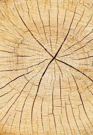 The annual rings of a cut tree trunk in a forestの写真素材