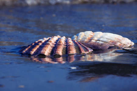 A shell lies on the sandy beach next to the sea. Beautiful memories of the last holiday.の写真素材
