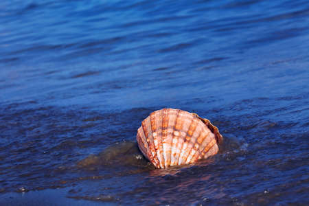 A shell lies on the sandy beach next to the sea. Beautiful memories of the last holiday.の写真素材