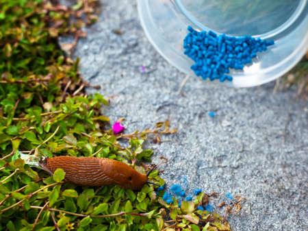 A snail in the garden with vermin killers.の写真素材