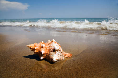 A shell lies on the sandy beach beside the sea. Beautiful memories of your last holiday.の写真素材