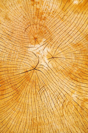 The annual rings of a tree on a cut tree trunk sliceの写真素材
