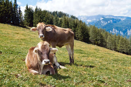 Several cows graze in a pasture and enjoy the summer. Animals in Agricultureの写真素材