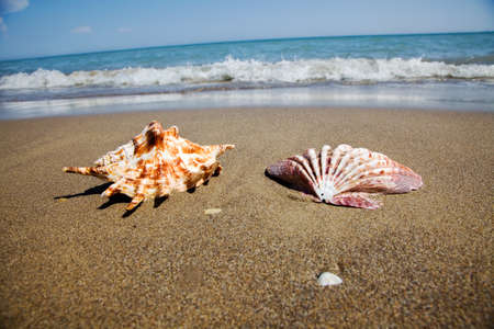 a shell lies on the sandy beach next to the sea. beautiful memories of your last vacation.