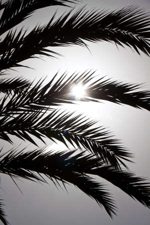 through the leaves of a palm tree, the sun shines