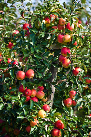 an apple tree in an orchard in the fallの写真素材