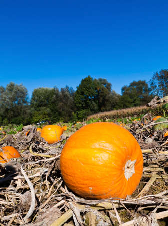 a field full of pumpkins in austria. autumn is harvest timeの写真素材