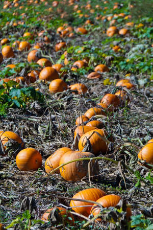 a field full of pumpkins in austria. autumn is harvest timeの写真素材