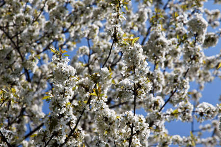 tree with blossoms in spring against a blue sky