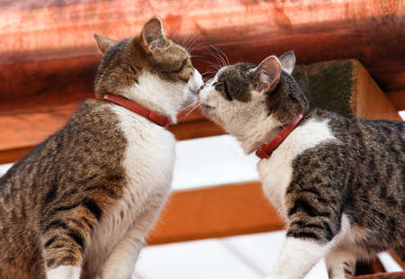two cats playing on the roof of a house