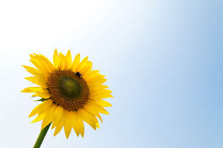 many bright yellow sunflowers in a fieldの写真素材
