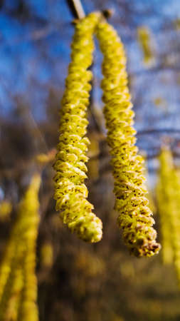 a hazel flowers in spring. for allergy sufferers tortureの写真素材