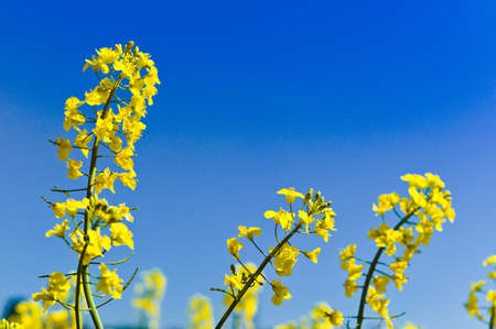 eion yellow rape field in spring in front of a farmhouse  background and space for text 