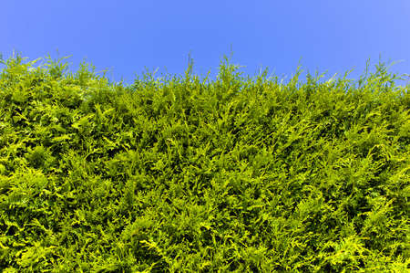 a hedge of arborvitae before blue sky