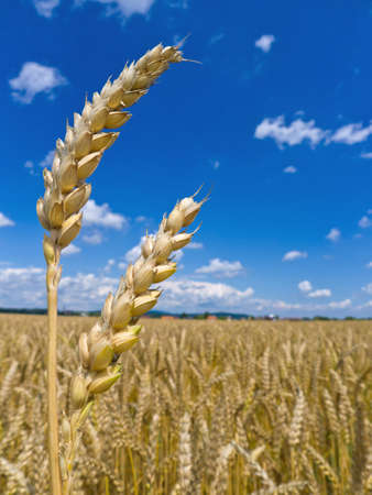ears of barley in the summer の写真素材