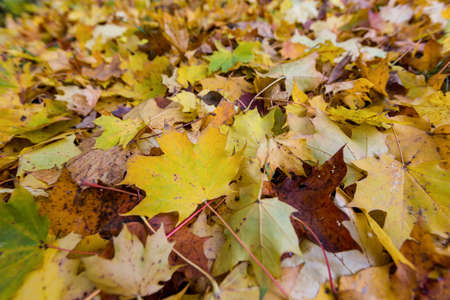 yellow autumn leaves have fallen from the trees  colorful season 