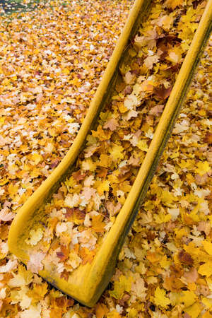 yellow autumn leaves have fallen from the trees  colorful season の写真素材