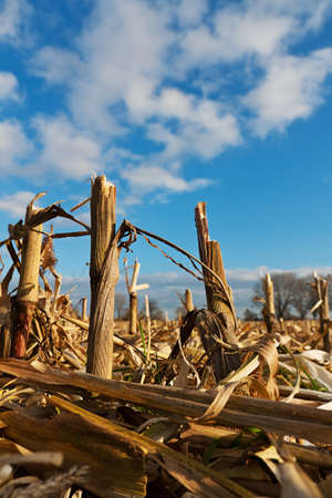 a corn field after the harvest on an agricultural field