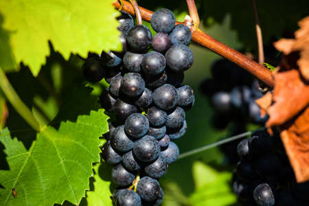 grapes in the vineyard of winemaker  vineyard in autumn 