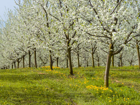 flowering trees in the springの写真素材
