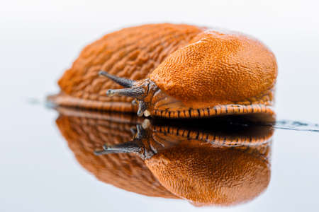 a slug crawling around  it is reflected in a glass plate 