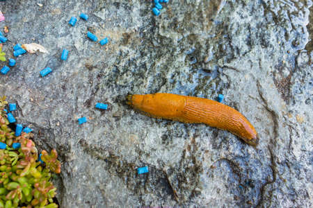 a slug in the garden is fought with slug pellets  remedy against schneckenplageの写真素材