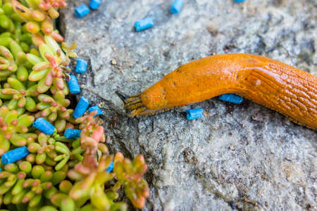 a slug in the garden is fought with slug pellets  remedy against schneckenplageの写真素材