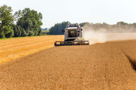 a cornfield with wheat at harvest. a combine harvester at work.