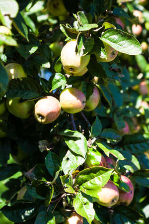 apples ripen in the tree, harvest time