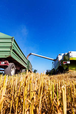a cornfield with wheat at harvest. a combine harvester at work.