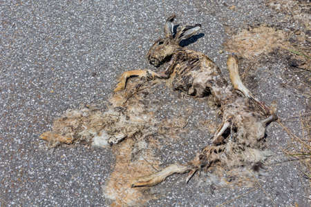 a hare wurd run over by a car and lies dead on the street