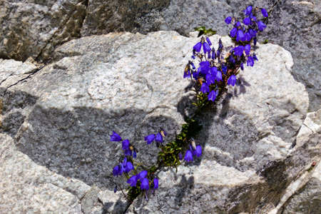 a gentian growing between rocks on a mountainの写真素材