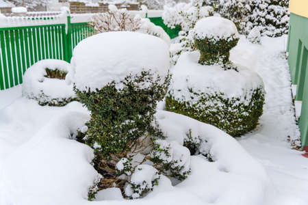 snowy ornamental tree, symbol photo for winter, frost damage and winter tranquilityの写真素材