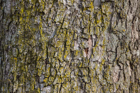 bark on a tree in winter. age, structure, background