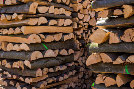 trees in a forest were re-cut in wood working  natural, energy-friendly and sustainable heat 