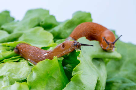 a slug in the garden eating a lettuce leaf  snail invasion in the gardenの写真素材