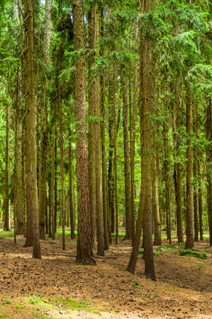 many trees in a forest with fresh green