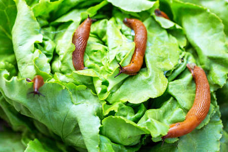a slug in the garden eating a lettuce leaf. snail invasion in the gardenの写真素材